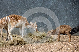 Deer in the zoo