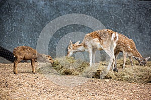 Deer in the zoo