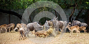 Deer in the zoo