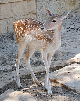 Deer in zoo