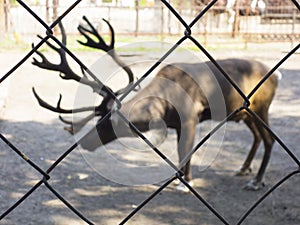 Deer in the zoo behind bars