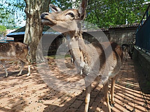 deer in the zoo. Deer, Cervidae, are a family of artiodactyl mammals. Curious female deer.