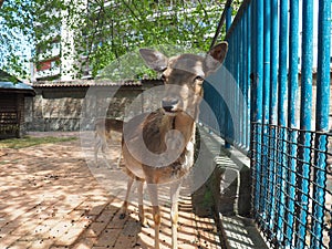 deer in the zoo. Deer, Cervidae, are a family of artiodactyl mammals. Curious female deer.