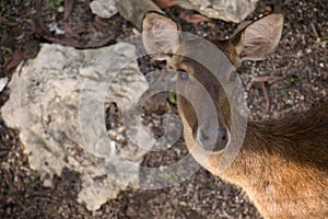 Deer zoo