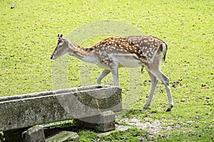 Deer at the zoo in Targu Mures