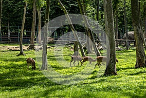 Deer at the zoo in Targu Mures