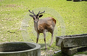 Deer at the zoo in Targu Mures