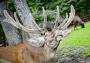 Deer at the zoo in Targu Mures