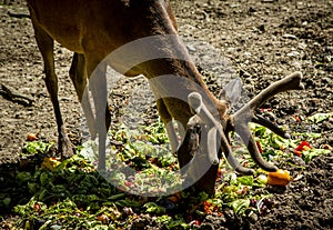 Deer at the zoo in Targu Mures