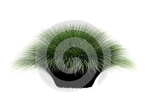 Deergrass_(Muhlenberga_rigens)