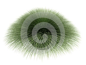 Deergrass_(Muhlenberga_rigens)