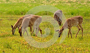 DeerGrazing on Big Meadow, Shenandoah