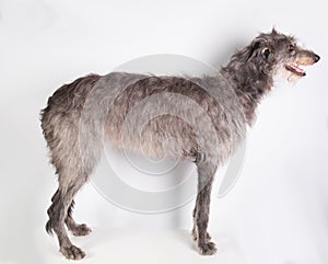 Deerhound