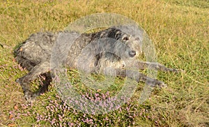 Deerhound