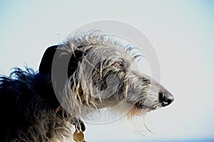 Deerhound Face portrait.