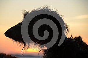 Deerhound face silhouette