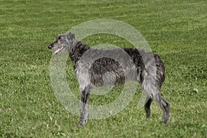 Deerhound in long grass