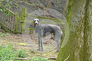 Deerhound in the woods