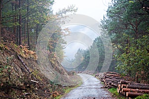 Deerpark and Djouce Woods, Ireland