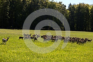 Deers in the Altmuehtal