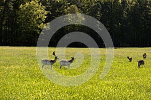 Deers in the Altmuehtal