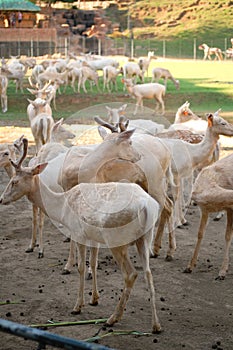 Deers at Baluarte zoo in Vigan, Ilocos Sur, Philippines