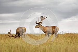 Deers with big horns resting