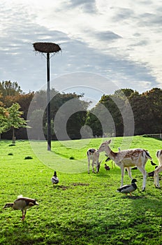 Deers and birds on a grass field