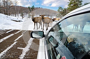 Deers blocking the way at Omega Park in Montebello, Quebec , Can photo