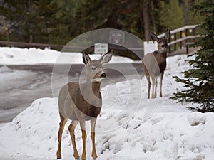 Deers in Canada in winter