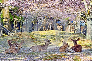 Deers and cherry blossoms in Nara Park