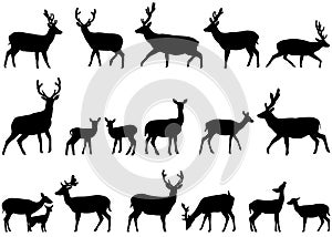 Deers