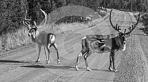 2 deers crossing the road