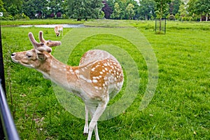 Deers of the De Haar Castle gardens