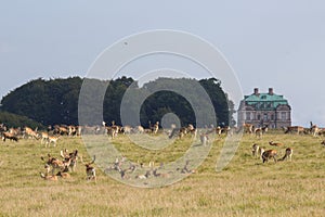 Deer in Dyrehave forest north of Copenhagen photo