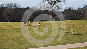 deers enjoying the sun in the park and visitors watching them, Wollaton Hall