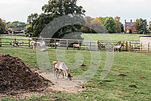 Deers in the farm