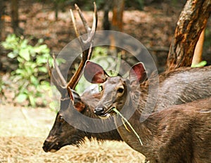 Deers feeding