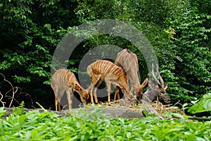 Deers feeding at the zoo