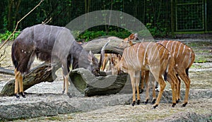 Deers feeding at the zoo