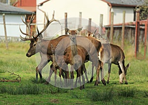 Deers in the field