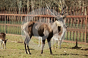 Deers in the field