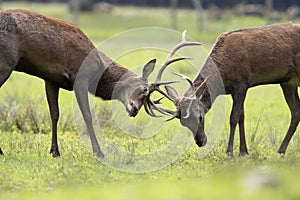 Deers fighting