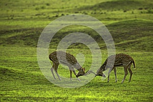 Deers Fighting