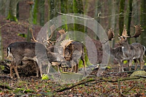 Deers fighting in the forest