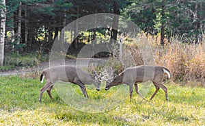 Deers fighting in the rut period