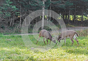 Deers fighting to determine who`s the alpha male