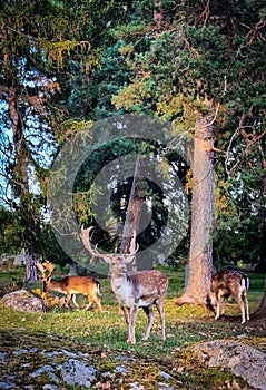 Deers in the forest in Sweden