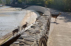 Deers are going from the beach, Japan