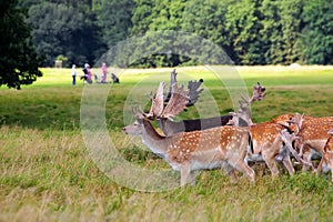 Deers by a golf course
